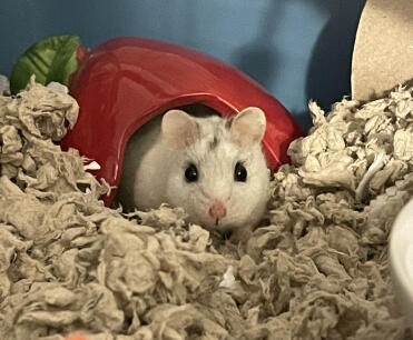 Lovely soft natural Carefresh - perfect for little paws!