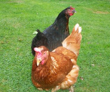 Dosey Doe Chicken Style!