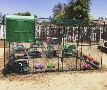 Unser chicken'plex