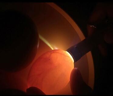 Kandieren von eiern in der mini-sole