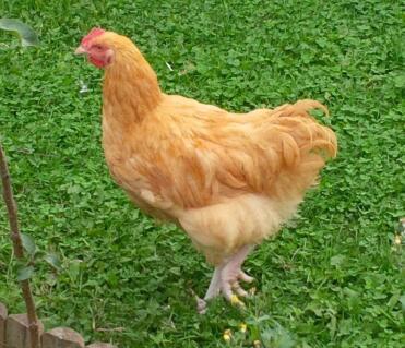 20 week old buff orpington cockerel
