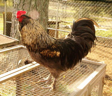 Olive Egger Hybridhahn - gezüchtet, um olivfarbene Eier aus einem Hahn von Fr Black Copper Marans und einer Splash Ameraucana Henne herzustellen