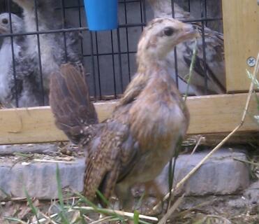 Serama hen