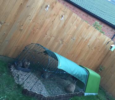 Il santuario dei conigli, casa di mamma e papà - daisy e arnie e il loro figlio budgie 