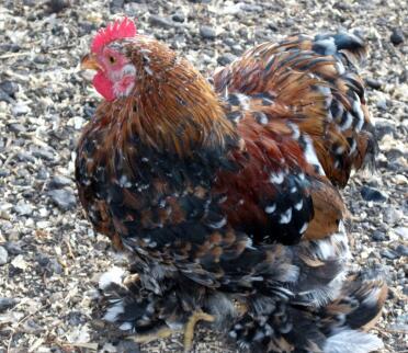Millefleur Pekin Hahn
