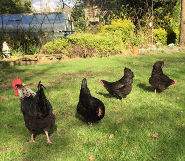 Schwarze Oakworths