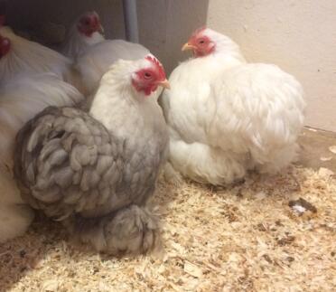 Chickens in coop