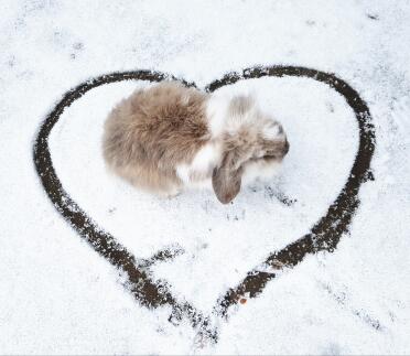 Ich liebe den Schnee von Zena und Bronte