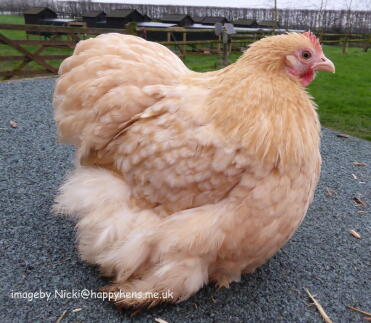 Zitronen-Kuckuck Pekin Bantam Hen