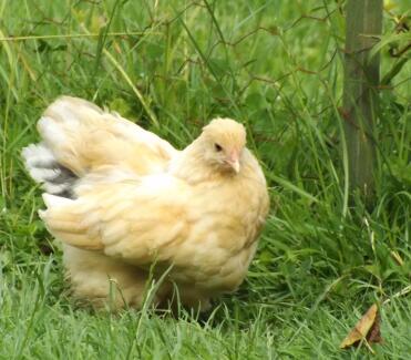 Lemon pyle brahma 10 week old chick