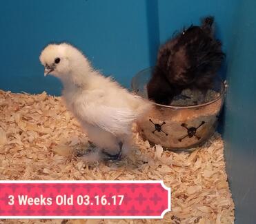 Peep the Silkie Rooster (giallo) e Meep the Silkie Pullet (nero)
