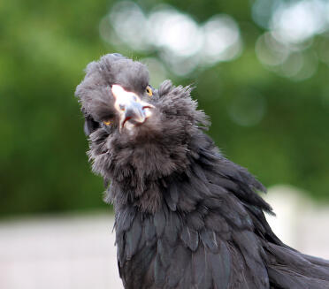 Mein freches schwarzes Araucana-Mädchen im Alter von 11 Wochen