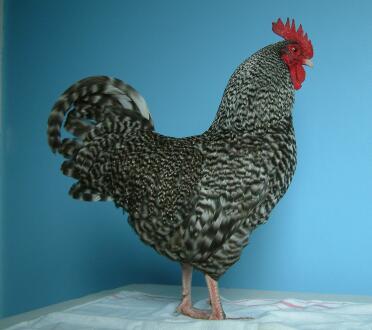 Bantam Marans Hahn