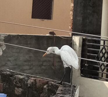 Guest