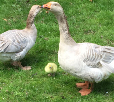 Stolzer Gander und Gosling