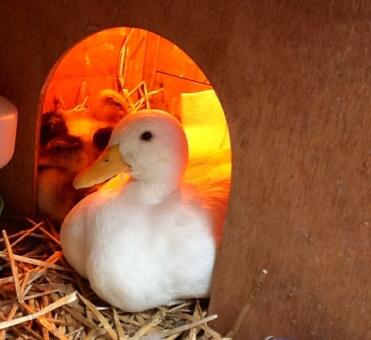 A 10 week old drake looking after some little ducklings.