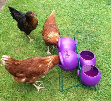 Glückliche küken mit ihrem neuen futterhäuschen