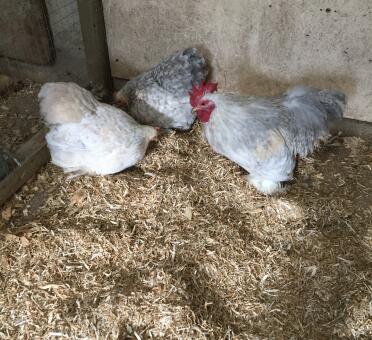 Trio di pekin in porcellana