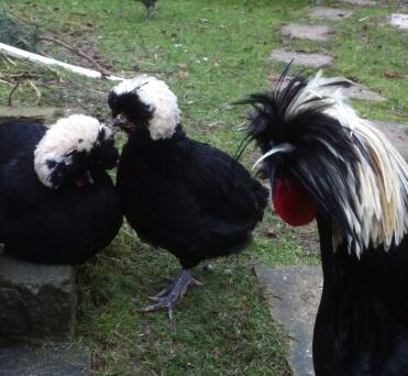 Poland cockerel trying chat up the girls.