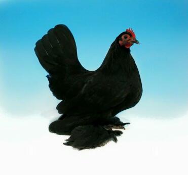 This chicken believes it can fly!