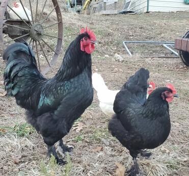 Buckey and some of his girls