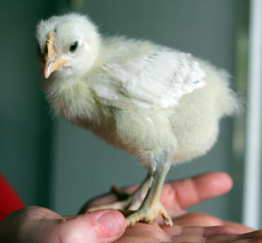 Splash Marans Junge 10 Tage alt