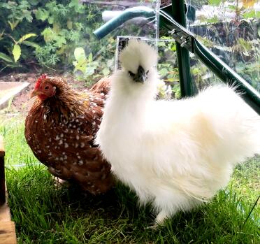 What's your favourite breed of chicken?