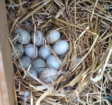 Cuckoo and cric's call duckling babies to be xx