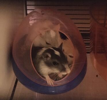 Gerbils love living with their friends!