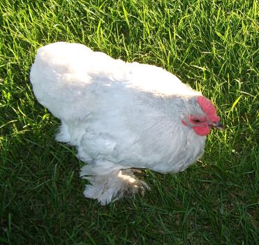 Young lavender pekin cockerel