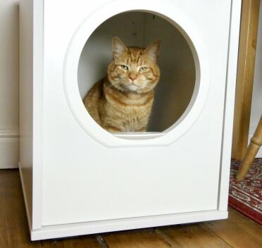 Eric loves his new cat house!