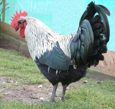 Norfolk Grey Poultry Stock Hahn
