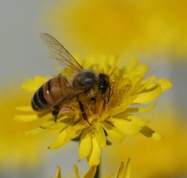 What a nice little bumble bee!