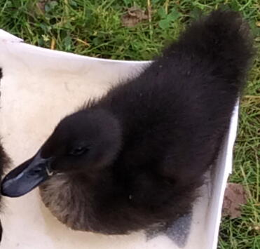 Treacle (cayuga) beim baden