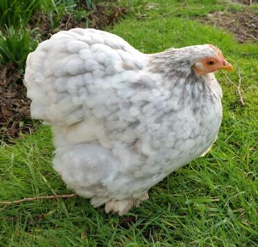 Shelley - pekin gesprenkelt