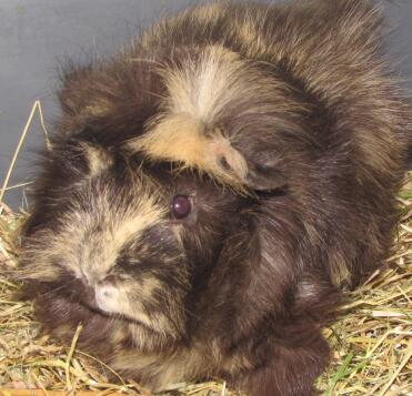 Quietscht das abessinische Meerschweinchen