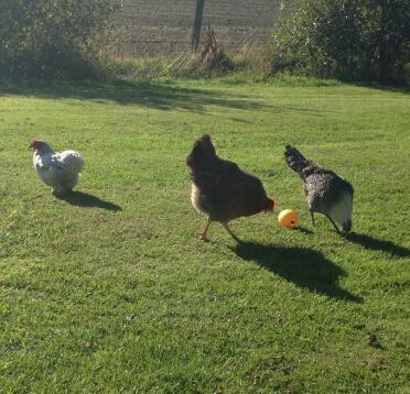 Rose, audrey und dorothy 