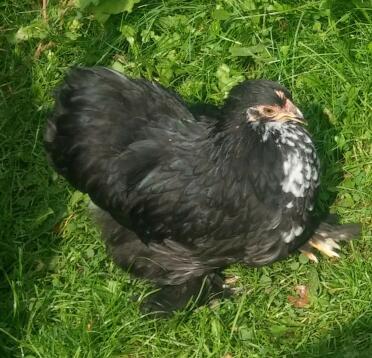 bibby, mein fleckiges pekin pullet