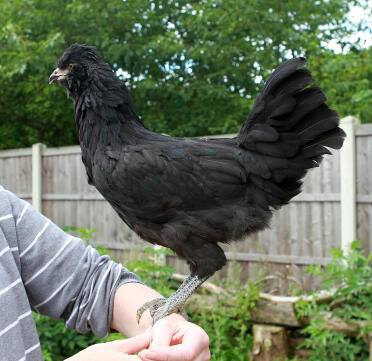 Schwarze Araucana im Alter von 11 Wochen