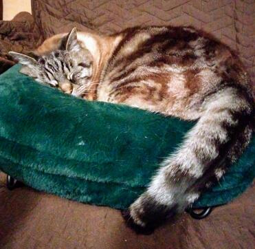 Great place for a nap