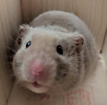 Siggi