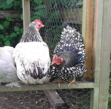 Wyandotte chickens are such friendly animals!