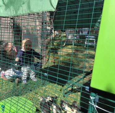 Unsere küken in ihr zukünftiges zuhause einzuführen.