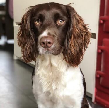 Springer spaniels are such affectionate pets.