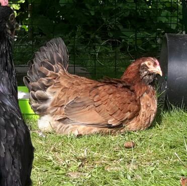 Araucana Henne Leia