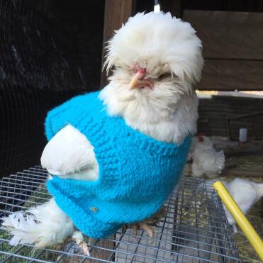Hühnerpullover 
