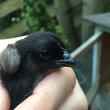 Kopfschuss eines Ayam Cemani-Kükens.