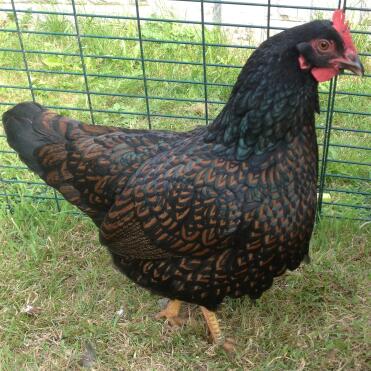 Martina topley bird, our beautiful bantam barnevelder