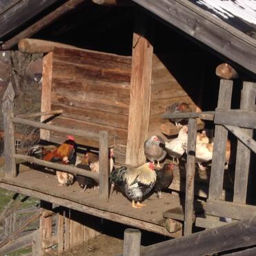 Cori's Hirschland Chicks