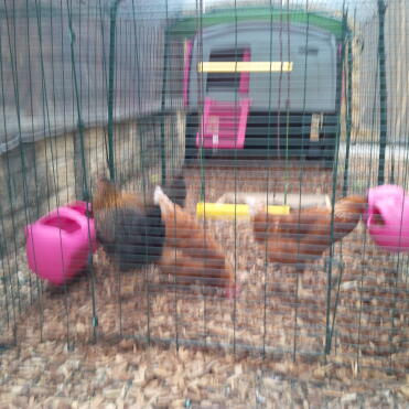 Gertie, nellie, olive und mabel